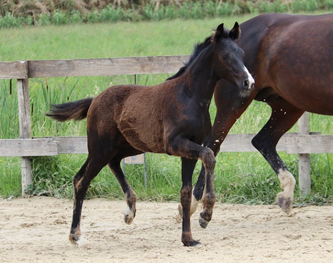 LOT 2 - Bon Coeur x Quaterback - out of the direct damline of the exceptional Fidertanz!