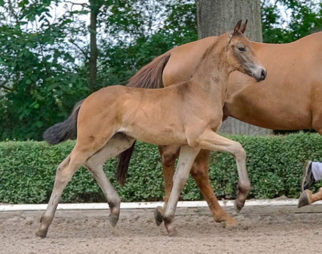 LOT 3 - Stallion prospect! Frohsinn (by Feinrich out of a dam by Stoiber SN x Levantos I)