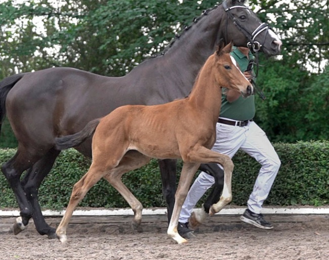 Lot 2 - Your next Vanity Fair, champion of the 2018 Hanoverian Elite Mare Show in Verden, Germany and 4th at the Bundeschampionat 2019 ? Here her sister by Valdiviani ! 