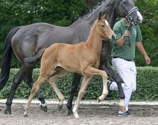 Lot 2 - Your next Vanity Fair? Champion of the 2018 Hanoverian Elite Mare Show in Verden!