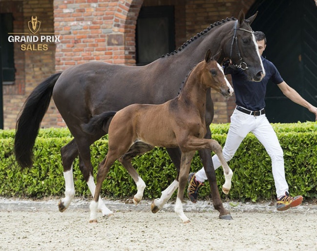 Powerman Texel (by Governor x Don Schufro)