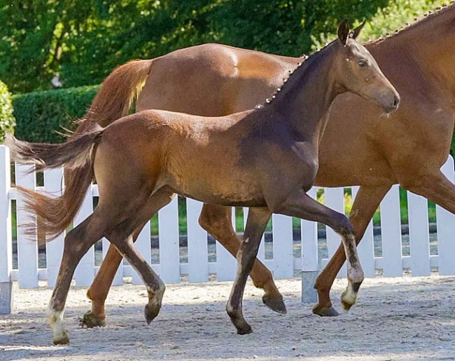 Fine Tuning (by Franziskus x Lauries Crusador xx)