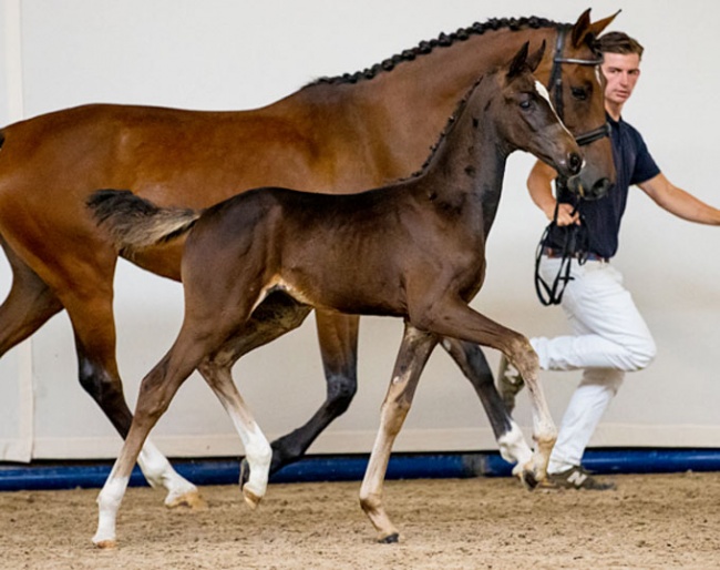 Pyria SC (by Furstenball x Vivaldi)