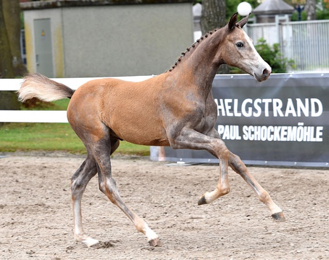 High potential foals for sale in the 3rd Online Foal Auction by Schockemöhle / Helgstrand