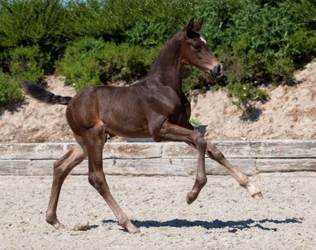 Skovdals Jake (by Janeiro Platinum x Blue Hors Romanov)