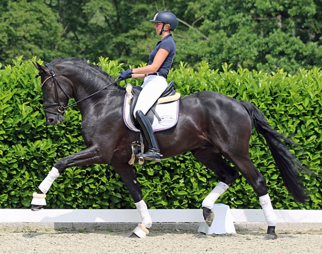 Brilliant, this stunning dressage star by Baccardi x Samarant x Floresco, is part of the Rüscher-Konermann Online auction