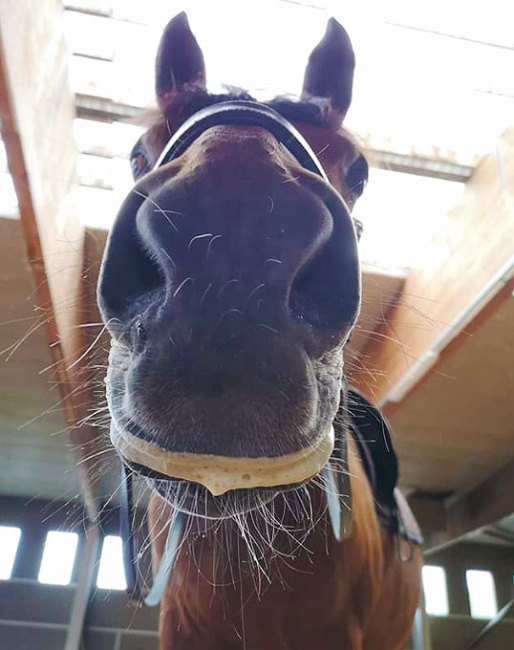 This is the right amount of foam a horse should have: lipstick.. Not a dry mouth (tension), nor a very foamy mouth (the contact prevents the horse from swallowing properly)