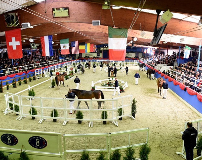 The Oldenburg stallion licensing in Vechta