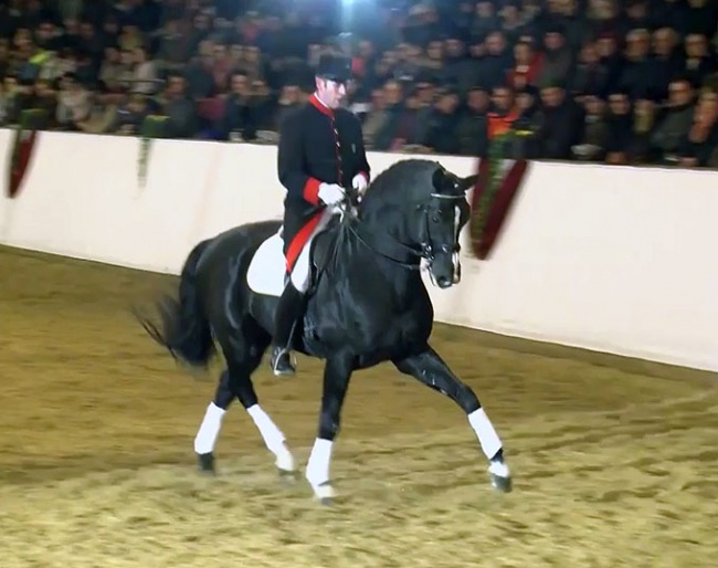 Hochfein (by His Highness x Feiner Stern)