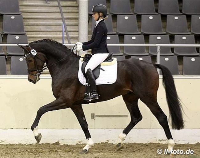 Don Allegro at the 2017 Hanoverian Stallion Approval :: Photo © LL-foto