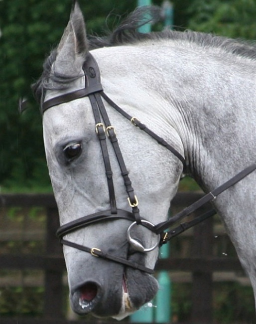 “Unhappy” facial expression and head posture: the ears are back, there is an intense stare, the lips are separated exposing the teeth and the front of the head is slightly behind the vertical.