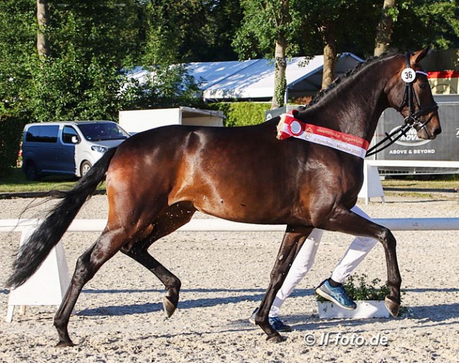Feine Bella (by Furstenball x Bordeaux), champion of the 2020 Westfalian Elite Mare Show :: Photo © LL-foto
