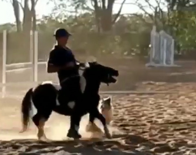 Brazilian Olympian Leandro Aparecido da Silva and his 20-year old son have abused this pony on several occasions by roughly riding it, jolting the bit in its mouth, and almost breaking its neck with a rotational fall over a jump.