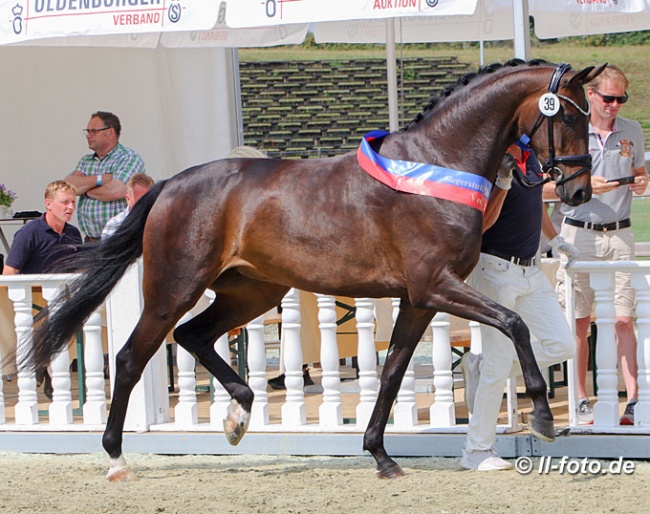 Casey (by Sir Donnerhall x Furst Heinrich) named 2020 Oldenburg Elite Mare Champion :: Photo © LL-foto