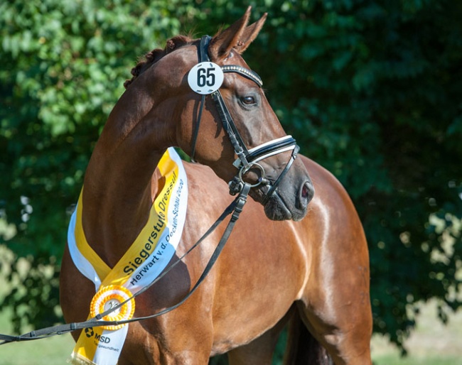 Romy, champion of the 2020 Hanoverian Elite Mare Show