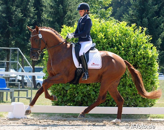 Veronika Steinhof and Vivaldos (by Vivaldi x Desperados) at the 2020 Hanoverian Young Horse Championship in Verden :: Photo © LL-foto