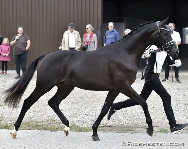 Habanero Selsø (by Ivanhoe x Schwarzgold) :: Photo © Ridehesten