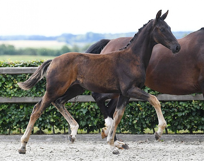 Golden Magnolia Pilekaer (by Damon Hill x Goldfinger x Quaterback)