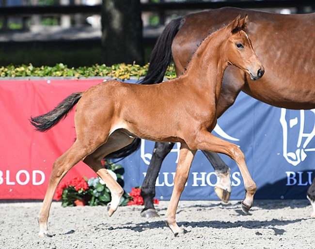 Vouge AW (by Vitalis x Blue Hors Romanov x Blue Hors Cavan)