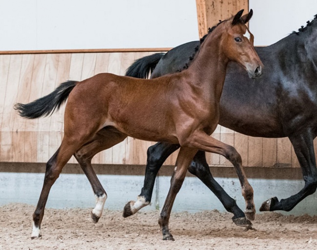 The well-moving Parel (by Furst Jazz) is part of the 2020 KWPN Foal Auction which concludes on 10 August 2020