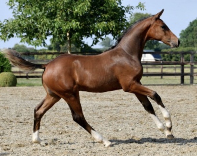 Uno Macho van de Kiekenshoef (by For Romance x De Niro)