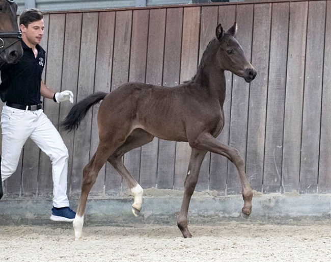 Future Nightshadow by Franklin/Sir Donnerhall I, bred by Camilla Daugberg. Recently awarded best dressage filly in Danish Warmblood, region 6.