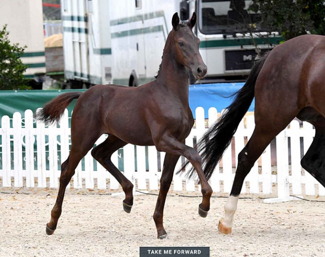 Take me Forward (by Totilas x Sir Donnerhall x Depardieu)