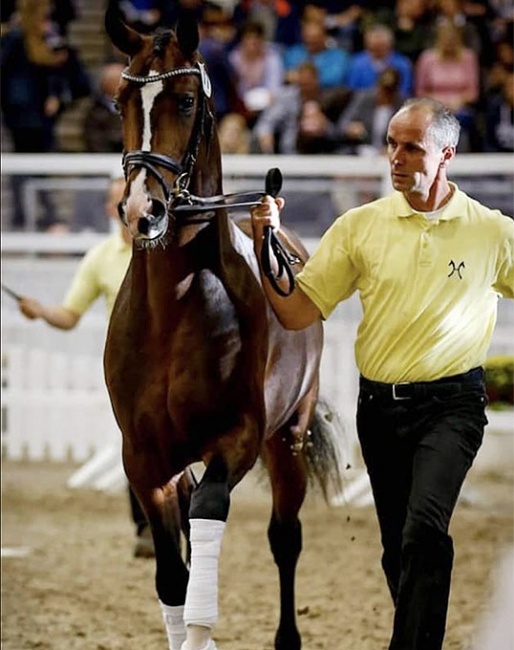 Marco List at the Hanoverian Stallion Licensing in Verden