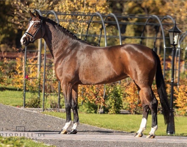 Bernadette Brune's Feel Free OLD (by Foundatio x Sandro Hit x Donnerhall) :: Photo © Fotodiele.de