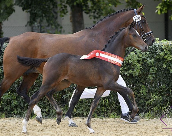 Gretchen Grey (by Sir Donnerhall x Don Diamond x Ex Libris) :: Photo © Team Myrtill