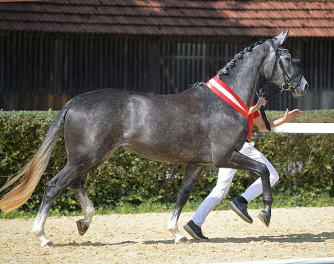 Novara MB, champion of the 2020 Austrian Warmblood Mare Championship :: Photo © Team Myrtill