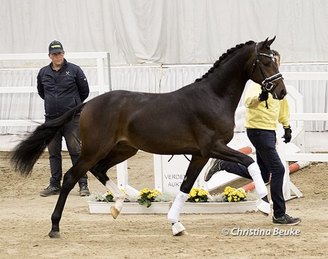 Colt by Secret x Belissimo M x Dancier - breeder Prof. Dr. Karsten Harms :: Photo © Christina Beuke