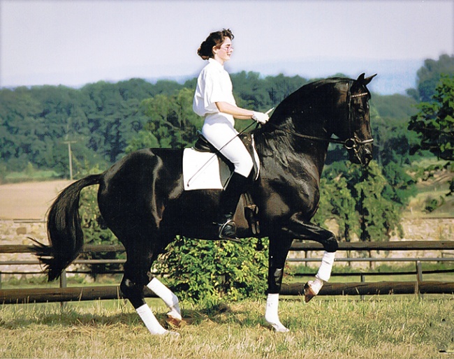 Marion Langels on Trakehner stallion Kostolany in a near perfect piaffe: on the hindquarters , the front leg is in the vertical. Clear uphill tendency, the neck wonderfully arched, poll the highest point. Everything appears elastic-supple-harmonious. One ear listens to the rider, the other perceives the surroundings :: Photo © Beate Langels
