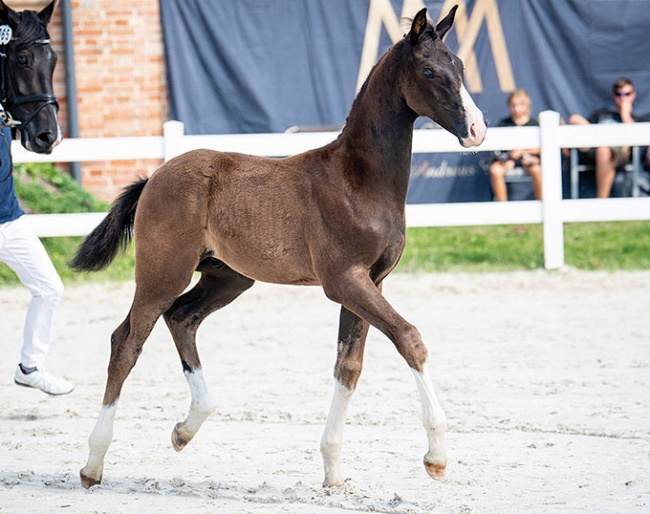 Zack in Black MM (by Heiline’s Zanzier x Blue Hors Don Olymbrio x Flyinfact xx)