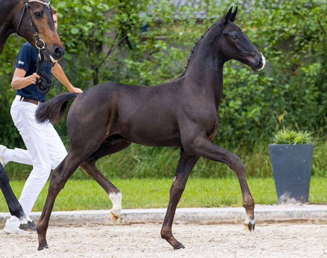 Poleposition Texel (by Toto Jr. x Negro x Krack C)  :: Photo © Digishots