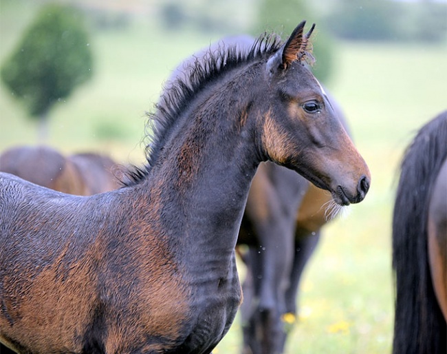 Fortune Z (by Forrest Gump x Diamond Hit), for sale in the 2020 Thurengeti Crawinkel Auction on 3 October 2020