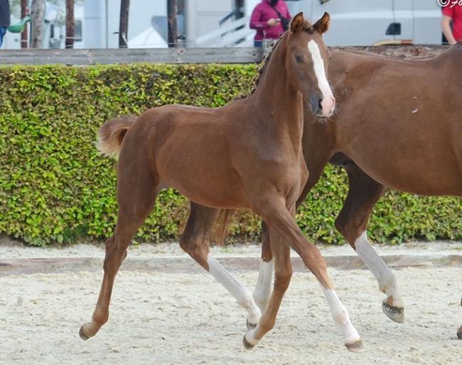 Ulana van de Kempenhoeve (by Furst Jazz x Apache) :: Photo © Foto Royal/BWP