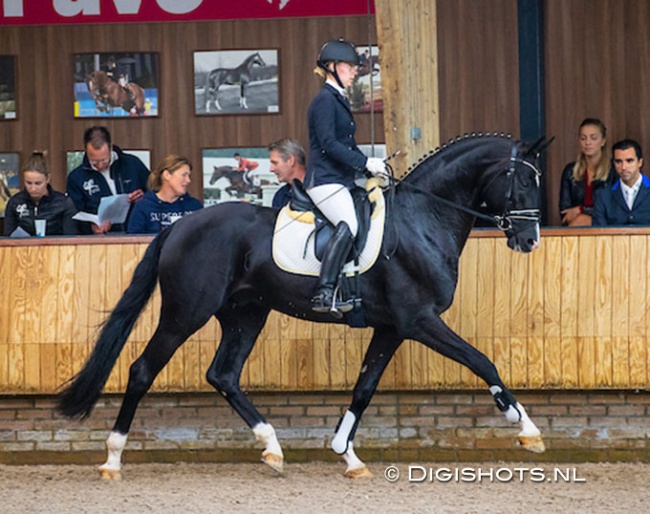 Bloomberg (by Bon Coeur x Don Index) at the 2020 KWPN Autumn Stallion Performance Test :: Photo © Digishots