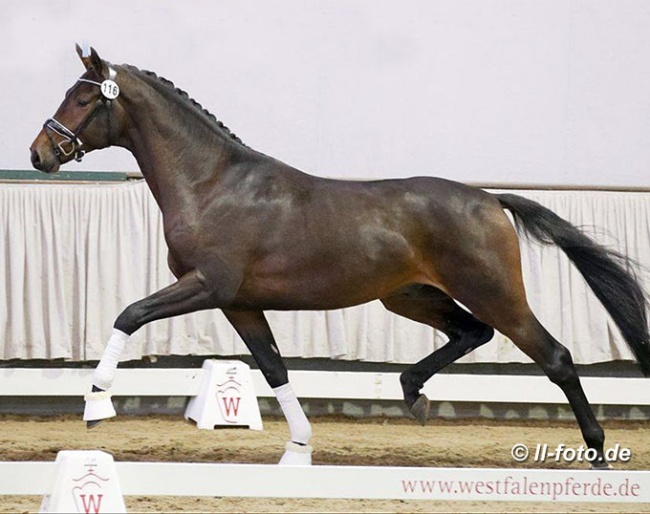 Bernay x Lucky Champ x Cassini II at the pre-selection :: Photo © LL-foto