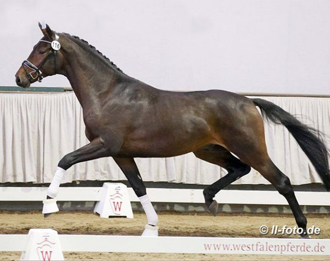 Bernay x Lucky Champ x Cassini II at the pre-selection :: Photo © LL-foto