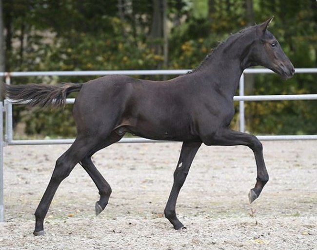 Zackeis-Ø (by Blue Hors Zackerey x Tailormade Attention x Blue Hors Romanov)