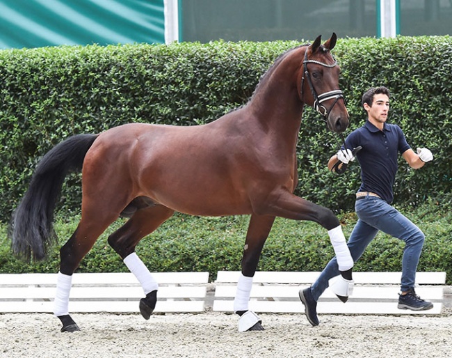 Baron´s Diamond PS (by Baron  x Fürst Romancier) :: A 2.5 yo colt by BARON out of the direct mother line of ZONITH