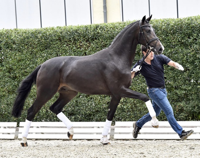 Sebastiano PS is by Secret out of Vesina PS (by Vivaldi out of elite mare Gesina (by Sir Donnerhall - Don Schufro)
