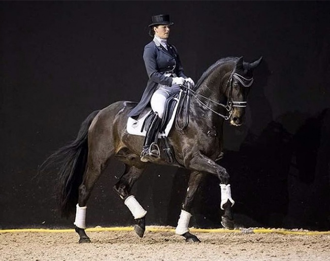 The internationally competed Grand Prix horse Oldi (by Swagman x Don Primero) is part of the auction collection