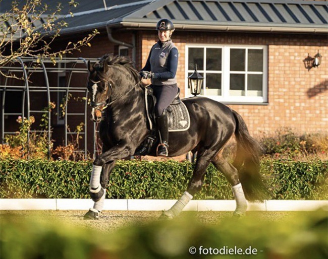 Bernadette Brune and Spirit of the Age OLD this week at Gestut Brune in Bad Zwischenahn, Germany :: Photo © Fotodiele.de