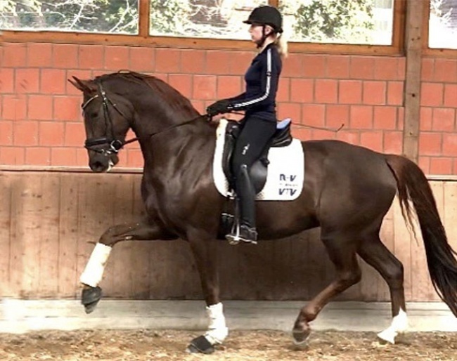 Beata Stremler on For Magic Equesta, a Hanoverian gelding by For Romance x A Jungle Prince