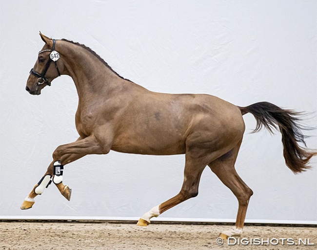 Egbert Schep's Nice Guy ES (by Quantensprung x Stedinger) selected for the second phase of the 2021 KWPN Stallion Licensing :: Photo © Digishots