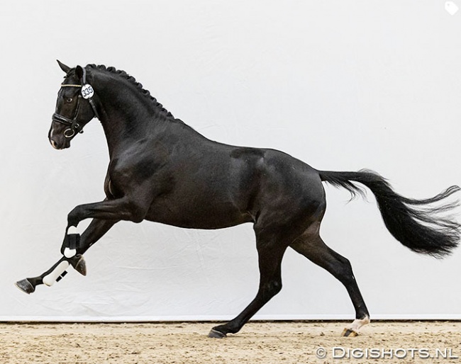 Nicklas (by Desperado x Ferro) :: Photo © Digishots