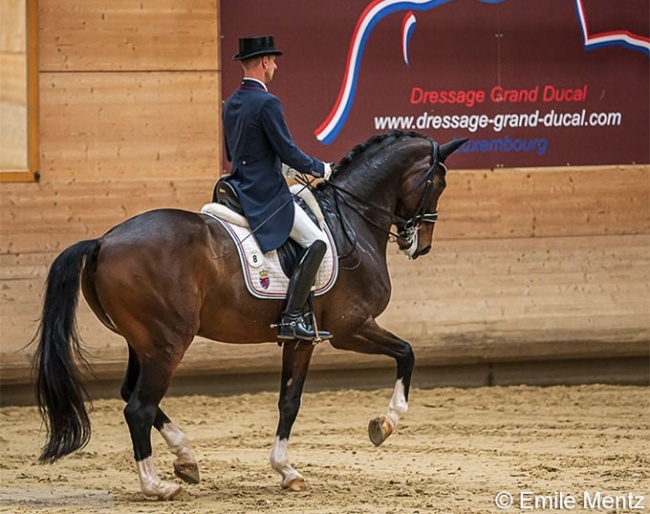 Sascha Schulz on his new Grand Prix horse, the Chinese owner Dayman, at the 2020 Luxembourg Dressage Championships :: Photo © Emile Mentz