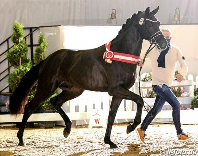 The Fair Game x Destano colt that was named champion of the 2020 Westfalian Stallion Licensing and sold for 800,000 euro :: Photo © LL-foto